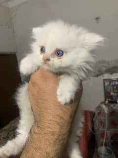 pair of persian cat 2 months baby