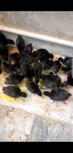 Ayam cemani gray tongue chicks 1 month  old 03006882275