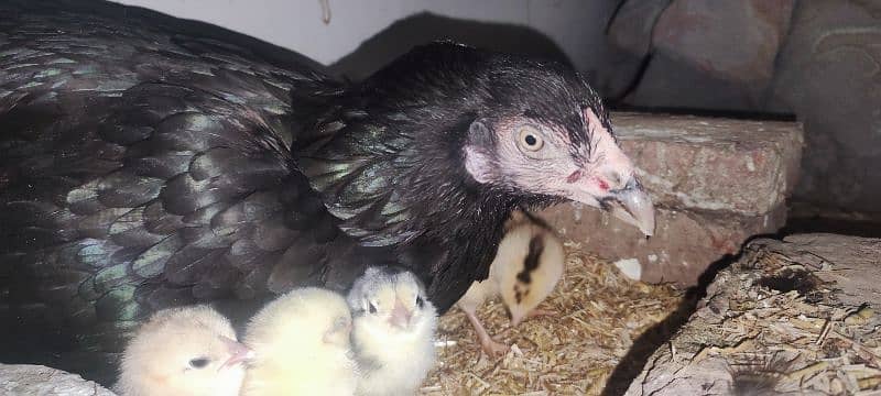 aseel hen and chicks for sale 1