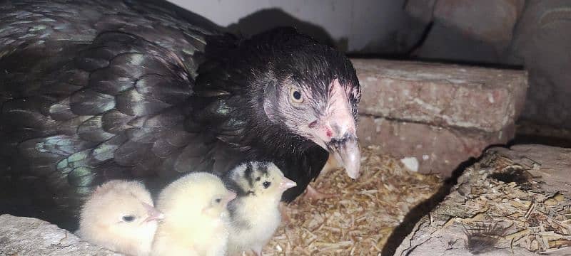aseel hen and chicks for sale 2