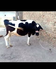 Australian cow for sale