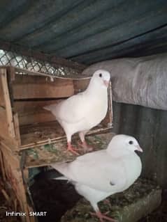 Two Pairs of king pigeon for sale 0