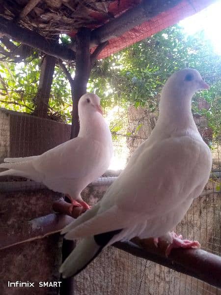 Two Pairs of king pigeon for sale 1