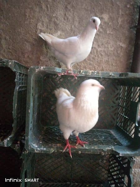 Two Pairs of king pigeon for sale 2
