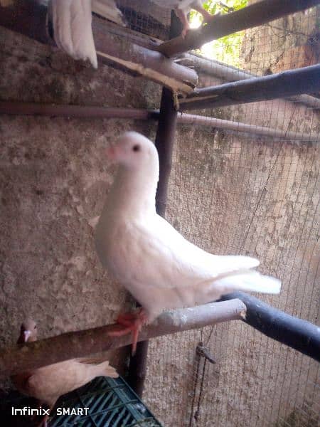 Two Pairs of king pigeon for sale 3
