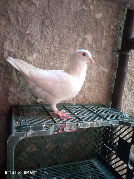 Two Pairs of king pigeon for sale 4