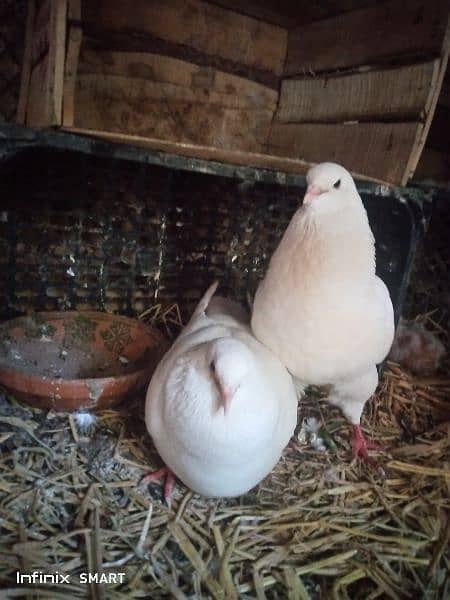 Two Pairs of king pigeon for sale 5