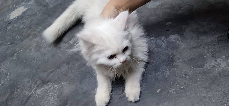 cat for sale/pershian kitten/sami punch face cat/triple coated kitten 16
