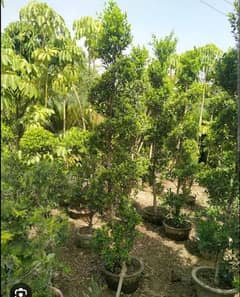 ficus sphiral cutting plant