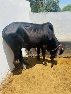 Sahiwal/Cholistani/Mix Breed/Desi Cow/Cow For Sale/Qurbani K Janwar