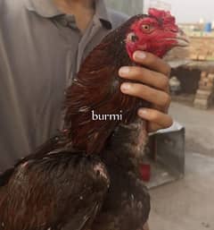top quality imported and aseel chicks 03304085774 Whatsapp only