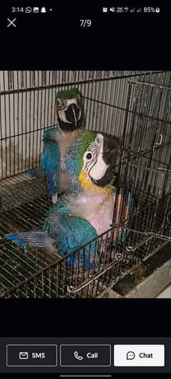 blue n gold macaw chick 0