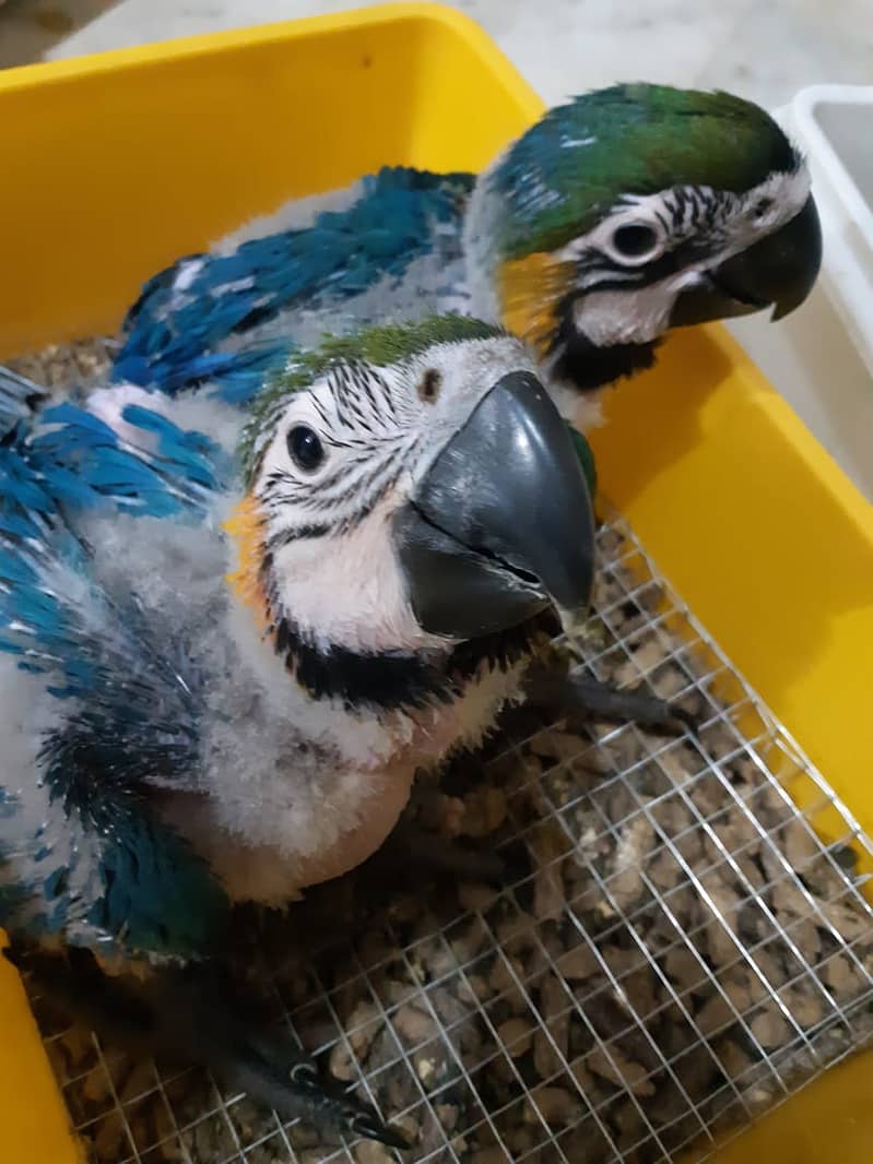 blue n gold macaw chick 5
