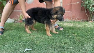 German shapard female and male puppy for sale