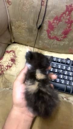 Urgent kittens for adoption