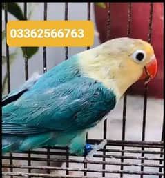 Parbule Euwing Split Ino Breeder Female with DNA card  03362566763