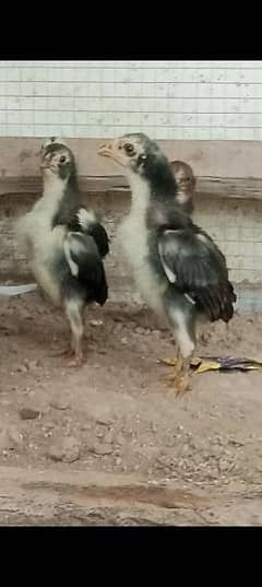 Black shamu  chicks
