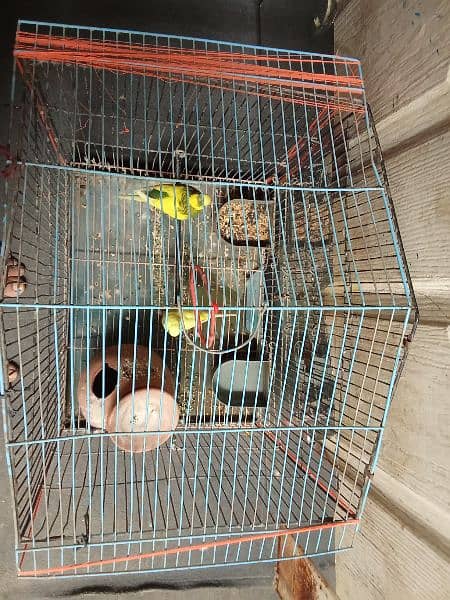 parrot for sale 1