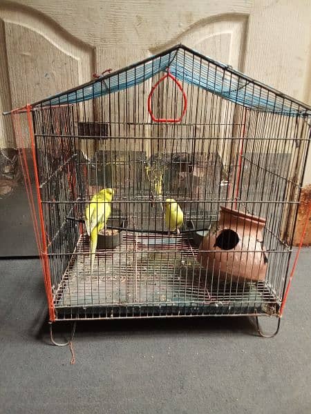 parrot for sale 2