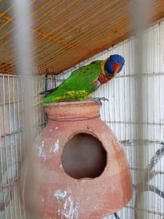 Rainbow lorikeet Parrot