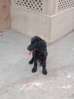 Flat-Coated Retriever Dog in black