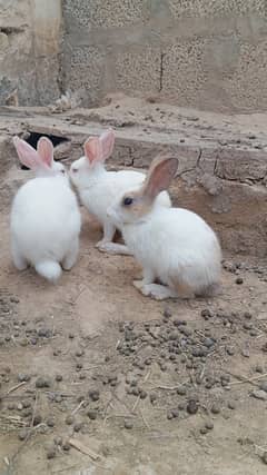 Rabbit Babies Pair for Sale 0