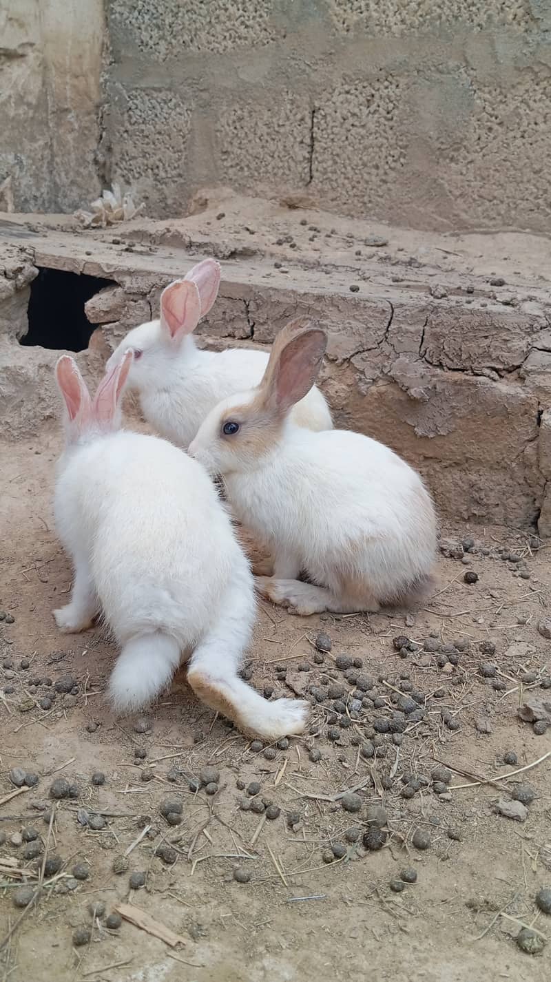 Rabbit Babies Pair for Sale 1