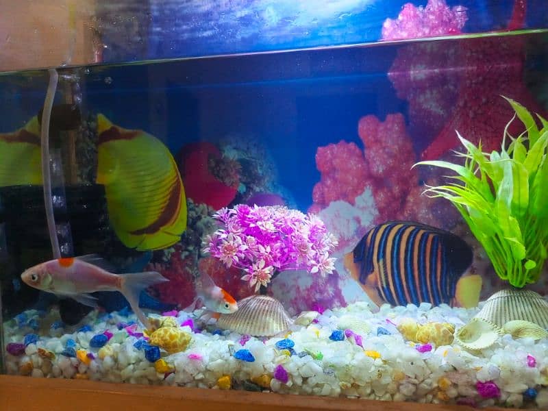 Aquarium nd fish plus all Accessories 3