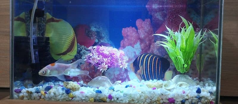 Aquarium nd fish plus all Accessories 4