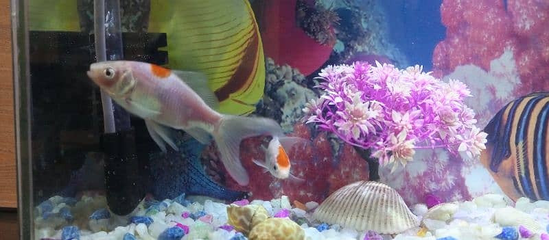 Aquarium nd fish plus all Accessories 5