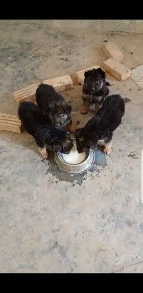 Imported German shepherds triple coat  puppies 2