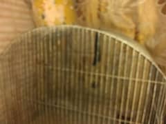 hen cage for sale 0