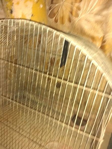 hen cage for sale 2