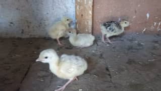 Turkey chicks