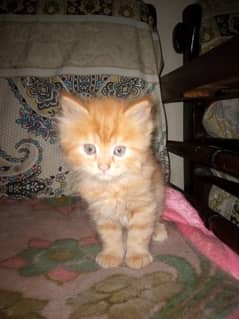 Male Persian kittens 0