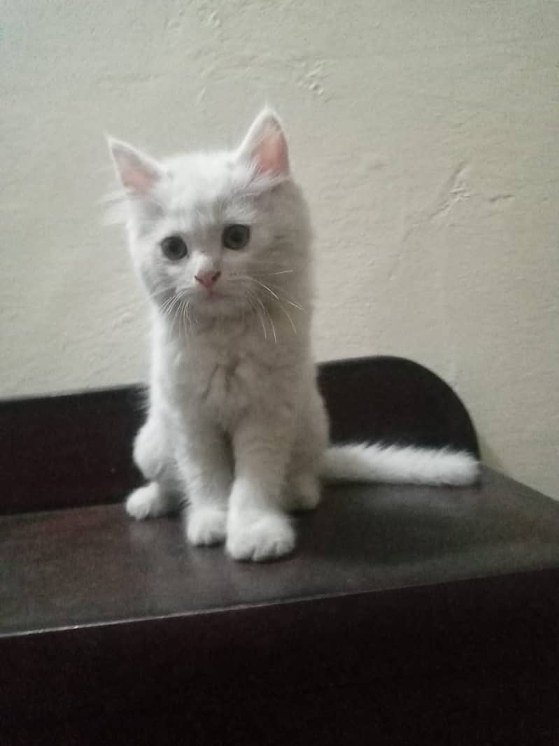 Male Persian kittens 4