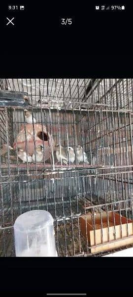 Banglies Finch pair & Chicks 2