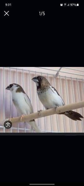 Banglies Finch pair & Chicks 3