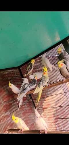 Cockatiel pearl, Pied, White Face, Eno (Red Eyes), Common White 0