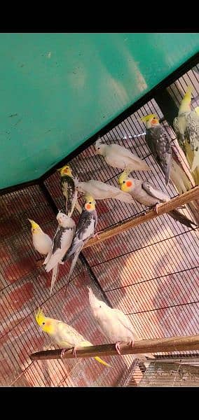 Cockatiel pearl, Pied, White Face, Eno (Red Eyes), Common White 1