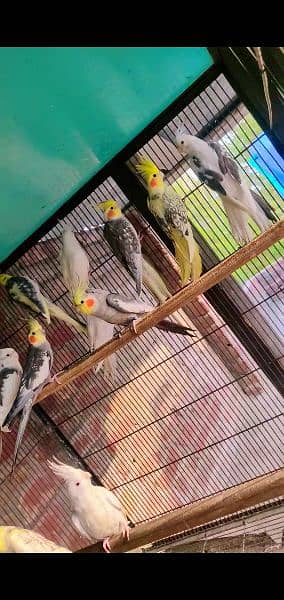 Cockatiel pearl, Pied, White Face, Eno (Red Eyes), Common White 2