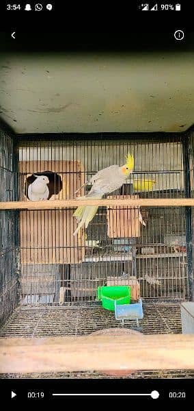 Cockatiel pearl, Pied, White Face, Eno (Red Eyes), Common White 3