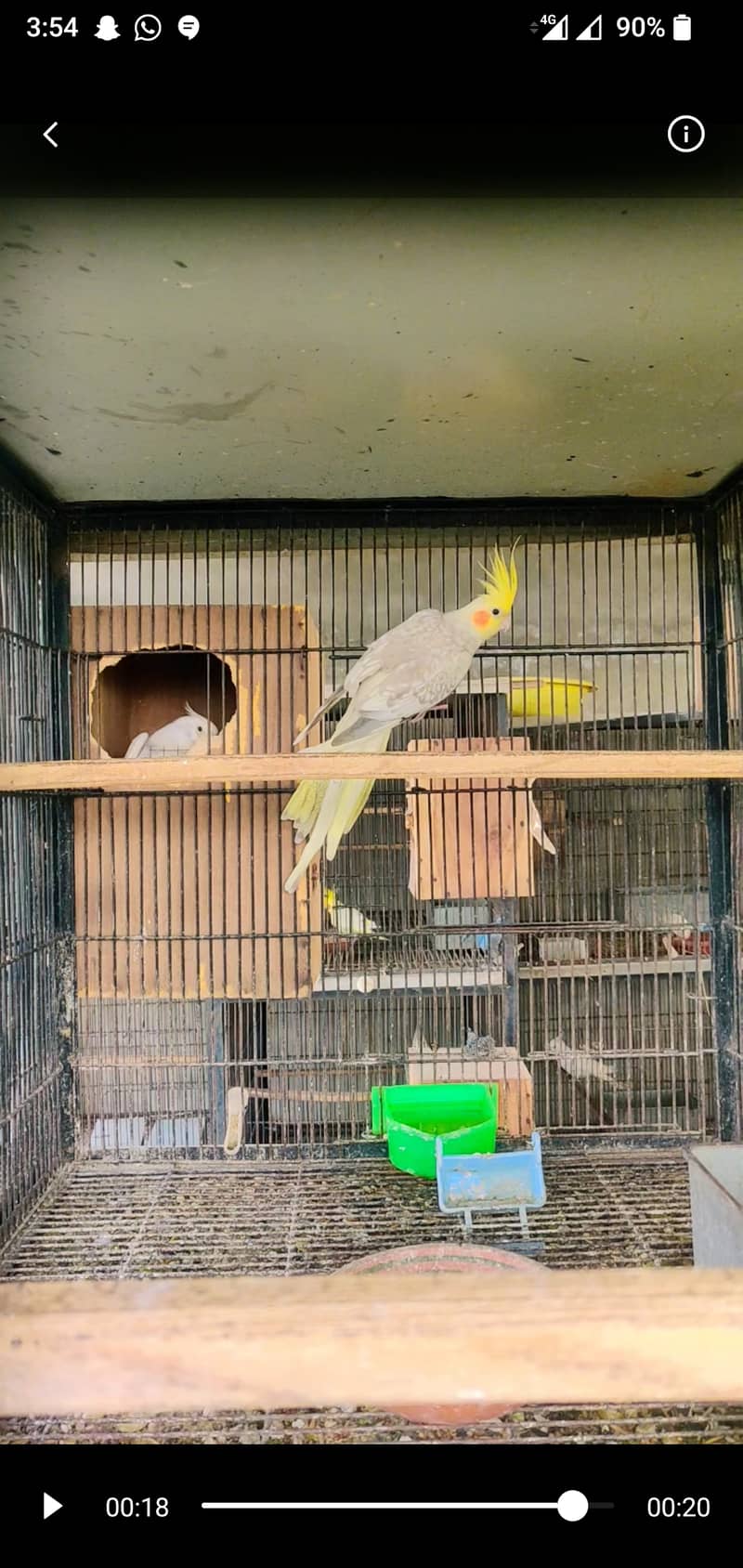 Cockatiel pearl, Pied, White Face, Eno (Red Eyes), Common White 6