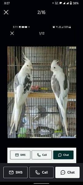 Cockatiel pearl, Pied, White Face, Eno (Red Eyes), Common White 7