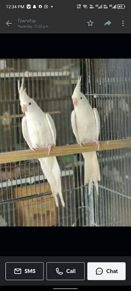 Cockatiel pearl, Pied, White Face, Eno (Red Eyes), Common White 8