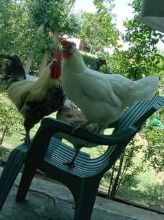 Egg laying 5 hens with cock