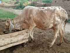 healthy and active cow 0
