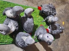 African grey DNA k sath male female available 0