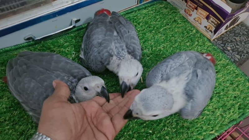 African grey DNA k sath male female available 1