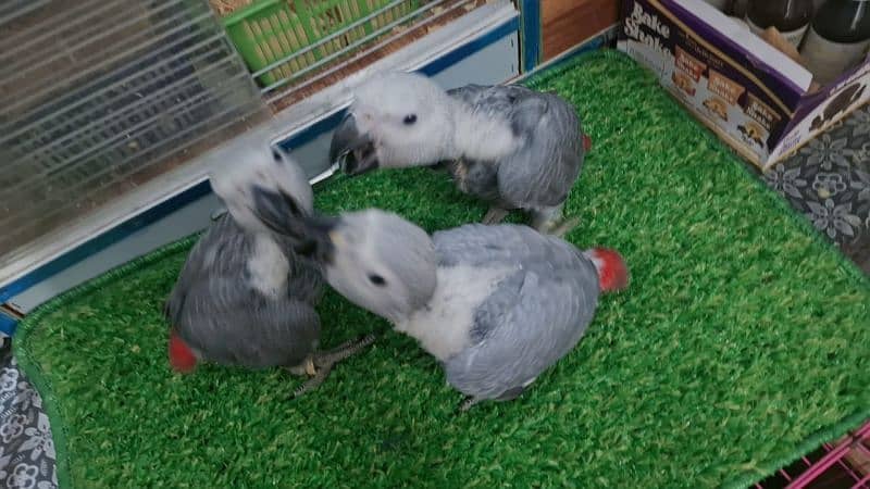 African grey DNA k sath male female available 2